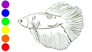 Ikan cupang merupakan salah satu ikan hias yang mudah dipelihara. Menggambar Dan Mewarnai Ikan Cupang Youtube