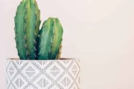 The name cacti or cactus has been adopted by the masses as the universal term to describe succulent plants. How To Take Care Of A Cactus In 7 Easy Steps Cactus Care