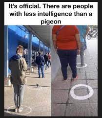 300+ vectors, stock photos & psd files. Smart Pigeon Social Distancing In 2021 Really Funny Memes Funny Memes Funny Memes About Girls