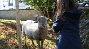 Transhumance Des Moutons 19 Decembre Ville De Clamart