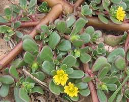 EL JARDÍN MEDICINAL. La verdolaga: hierba silvestre nutritiva con  propiedades saludables - Andalhuerto
