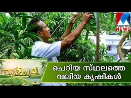 Kerala basically thrives on agriculture. Farming In Five Cent Land Nattupacha Manorama News Youtube