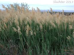 Image result for Phragmites mauritianus