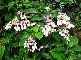 Image result for Clerodendrum tricholobum