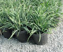 Image result for Carex