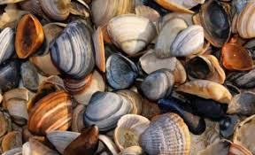 Seno di mare 49 traduzione. Molluschi Della Pelle E Di Mare Idee Green