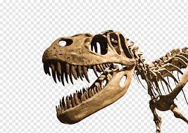 Get between the 'd' and 'g' in ridge and you'll find the bone. Hd Dinosaur Fossils Dinosaur Dinosaur Fossil Fossil Png Pngwing