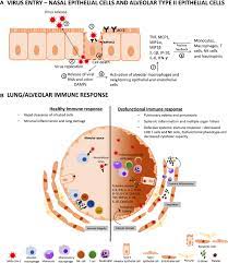 Federal government websites always use a.gov or. Frontiers The Relevance Of A Physical Active Lifestyle And Physical Fitness On Immune Defense Mitigating Disease Burden With Focus On Covid 19 Consequences Immunology
