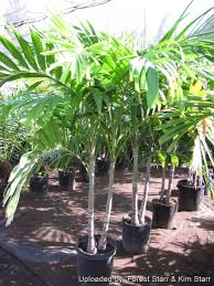 Image result for Eulophia elegans