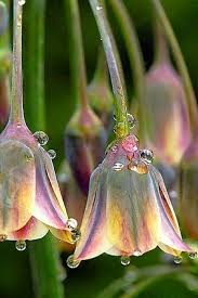 Like anywhere in the world right now, in russia there are many flora and fauna species that need protection. Only Awesome Stuffz Amazing Flowers Wet Flowers Amazing Flowers Unusual Flowers