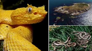 One being the troglodytes musculus which avoids the lancehead and the other is the elaeniachilensis which feeds on vegetation. Evolved Golden Lancehead Vipers Are 5 Times More Venomous In Brazil S Snake Island Youtube