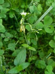 Image result for Cerastium afromontanum