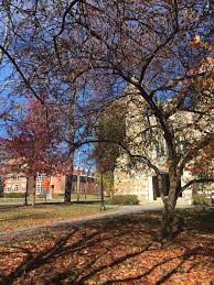 Donald Wyman Crab Apple Bates Canopy Bates College