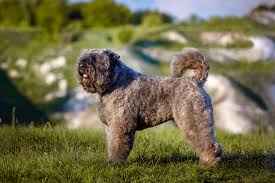 It could be a standard poodle, a miniature poodle when counseling families about f1 generation doodles we always emphasize that an f1 doodle will. Teddy Bear Dog Breeds