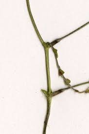 Image result for Amphicarpaea africana