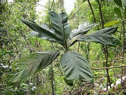 Image result for Danthoniopsis acutigluma