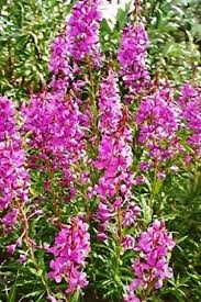 Image result for Sesamum parviflorum