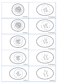 Maybe you would like to learn more about one of these? Mitosis Flip Book Ks4 5 Teaching Resources