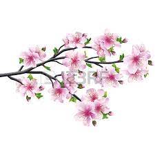 Cherry Blossom Pink Violet Japanese Tree Sakura Isolated On Japanese Tree Cherry Blossom Drawing Japanese Cherry Tree