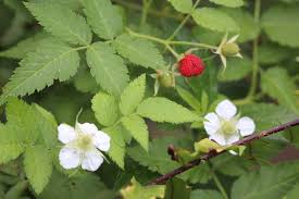 Image result for Rubus rosifolius
