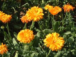 These dried marigold flower powder also incorporate user instructions and guidelines to direct you on the proper dosage, storage, and how to use them for maximum desired outcomes. Supercritical Marigold Flower Co2 Extract Evergreen In Evidence Based Cosmetic Application