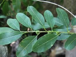 Image result for Phyllanthus reticulatus