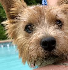 Discover 31 unusual and weird terrier mixes you've probably never heard of. Summer Silky Terrier Cairn Terrier Norwich Terrier