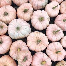 I'm sure many have seen these pumpkins before, but i did things a bit different. Pink Fall Decor Inspiration Friday Favorites Petite Haus