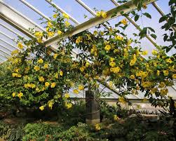 Image result for Allamanda cathartica