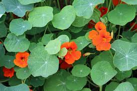 Image result for Tropaeolaceae