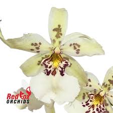 Image result for Bulbophyllum schinzianum