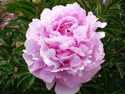 Pin On Peonies Peonies Peonies