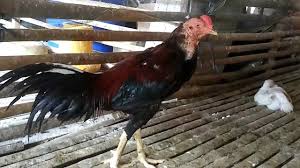 Apr 16, 2021 · kemoterapi adalah salah satu pengobatan kanker yang efektif dan paling sering dilakukan. Cara Mencegah Dan Mengobati Penyakit Kuning Pada Ayam