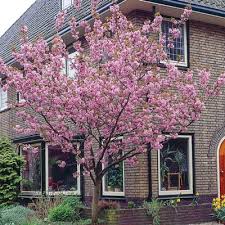 Kwanzan flowering cherry tree care. Kwanzan Cherry Tree Spring Hill Nurseries