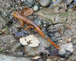Image result for california newts