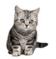 130 Striking Gray Cat Names Lovetoknow British Shorthair British Shorthair Cats British Shorthair Kitten