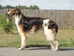 Fast Borzoi Borzoi Dog Russian Dogs Beautiful Dogs