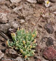 Image result for Hypertelis