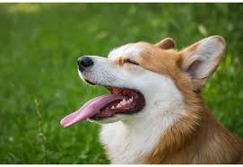 The name means beautiful, calm, fair, graceful, serene. a form of alice, meaning noble. 150 Cute Dog Names Starting With Z Unique Male Female Dog Names