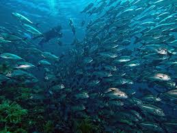 Liberty Ship Tulamben Bali Photo Poissons Scuba Divers Plongee Plongeur Et Bateaux