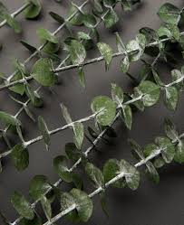 Check spelling or type a new query. Eucalyptus Baby Blue Preserved Eucalyptus Stems For Indoors