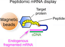 a case study on the keap1 interaction with peptide sequence