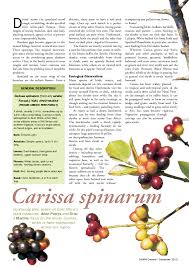 Image result for Carissa spinarum