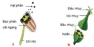 Maybe you would like to learn more about one of these? Cáº¥u Táº¡o Va Chá»©c NÄƒng Cá»§a Hoa