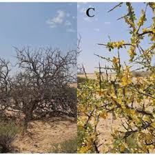 Image result for Commiphora mossambicensis