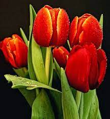 More images for tulipanes de colores » 30 Fotos De Tulipanes En Varios Colores Para Ver Y Compartir Banco De Imagenes Gratis Com Shared Via Slingpic Tulips Tulips Garden Love Flowers