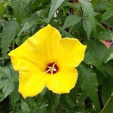 Image result for Merremia tuberosa