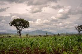 Technical Note: Carbon_Markets