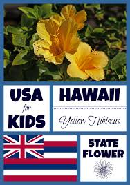 Here are the official colors and flowers of hawaiian islands from the bottom to the top, hawaii to ni'ihau. Hawaii State Flower Coloring Pages Archives Usa Facts For Kids