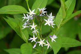 Spring native plant sale fall plant sale. A Guide To Native Plants In North Carolina Our State